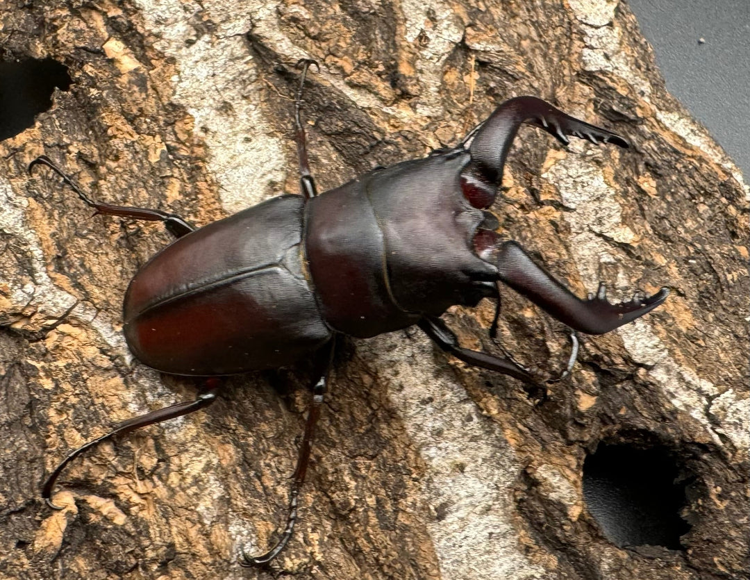 【WF1】《本土ノコギリクワガタ 滋賀産 ペア》