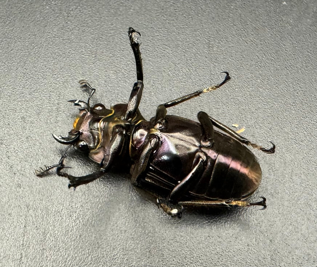 【美麗】《メタリフェルホソアカ 82mm ペア》セルヴォラン氏ブリード個体