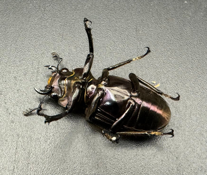 【美麗】《メタリフェルホソアカ 82mm ペア》セルヴォラン氏ブリード個体