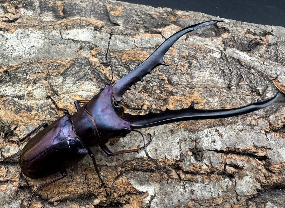 【美麗】《メタリフェルホソアカ 84mm ペア》わたくわ氏ブリード個体