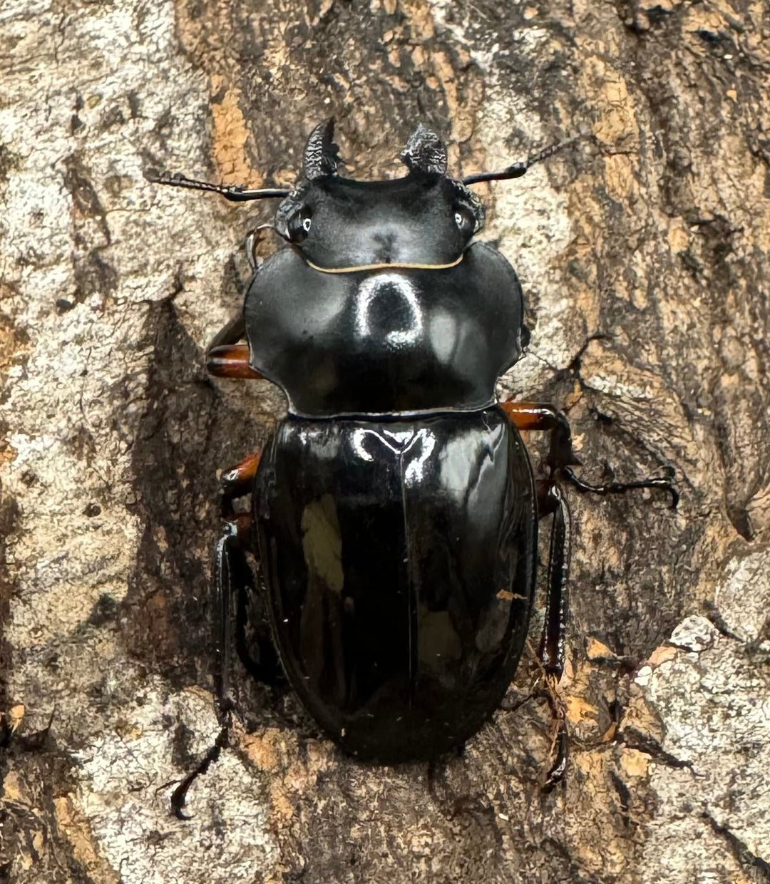 【WD】《インペリアリスツヤ亜種komorii 67mm ペア》