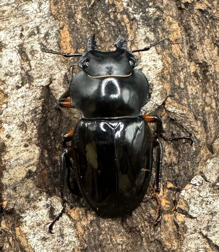 【WD】《インペリアリスツヤ亜種komorii 67mm ペア》