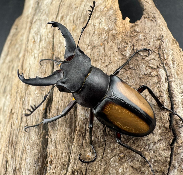 【WD】《パリーミヤマクワガタ 36.5mm ペア》