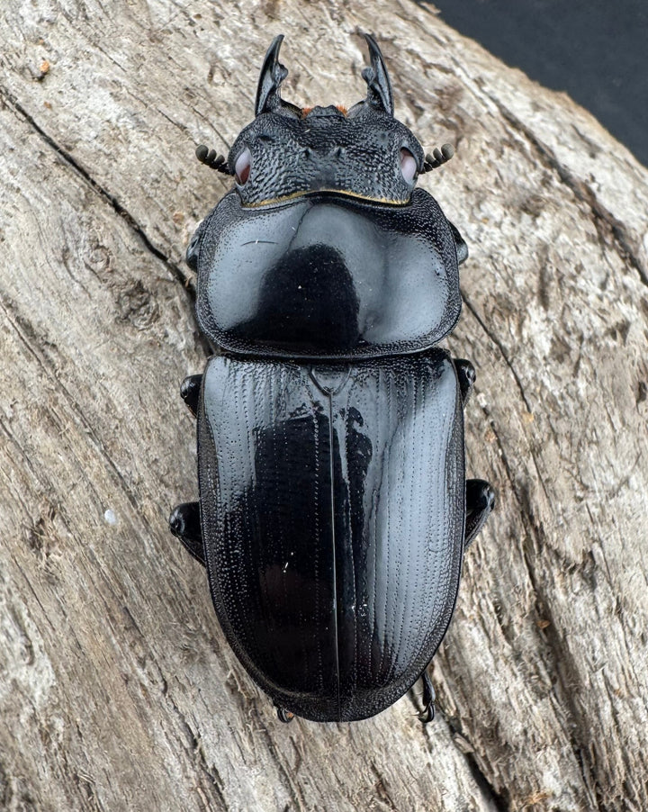 【赤目】《オオクワガタ レッドアイ 能勢産 65mm ペア》