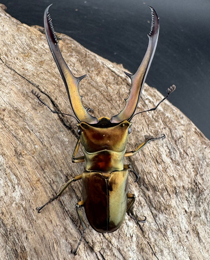 《メタリフェルホソアカ亜種サンギレンシス 70.5mm ペア》