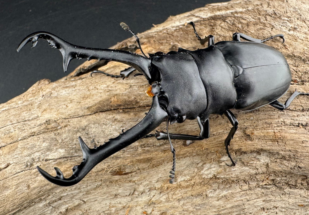 【WD】《 ギラファノコギリ原名亜種 ラオス産 90mm ペア》