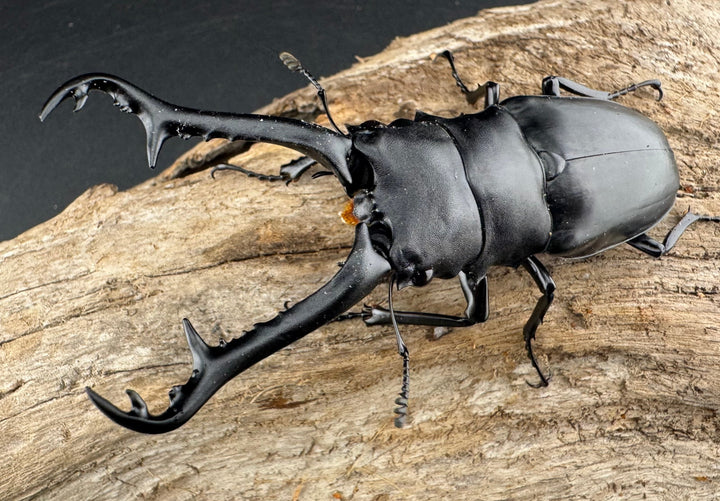 【WD】《 ギラファノコギリ原名亜種 ラオス産 90mm ペア》