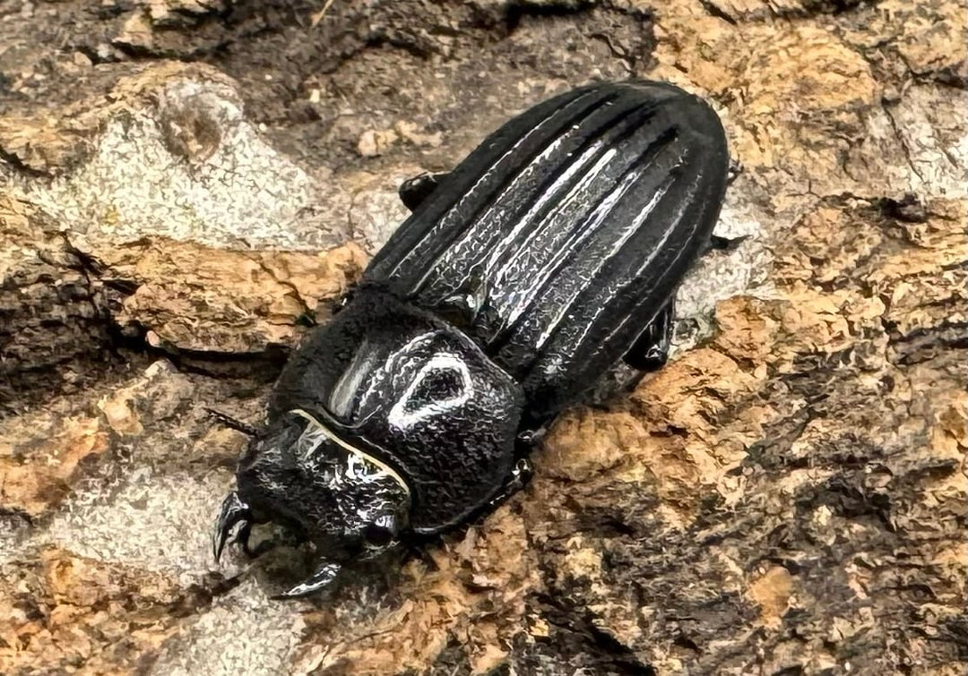 【WD】《モートゥオセスジ原名亜種 ペア》