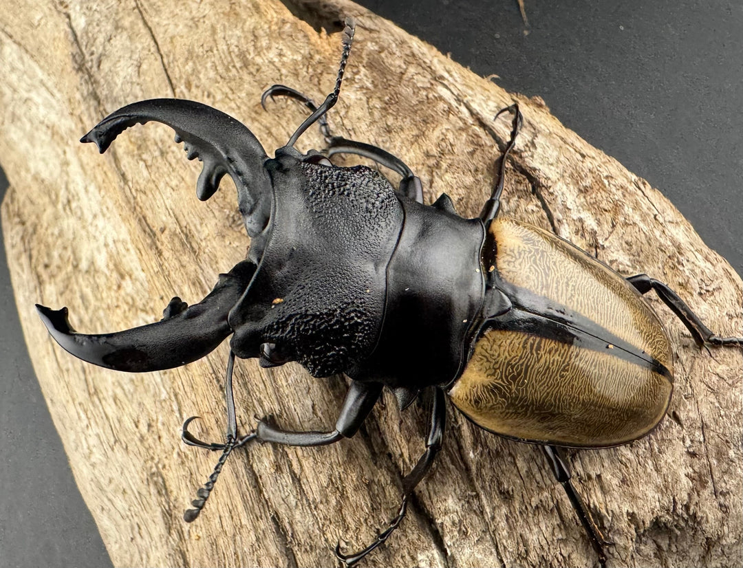 【WD】《ルデキンツヤクワガタ 72mm ペア》