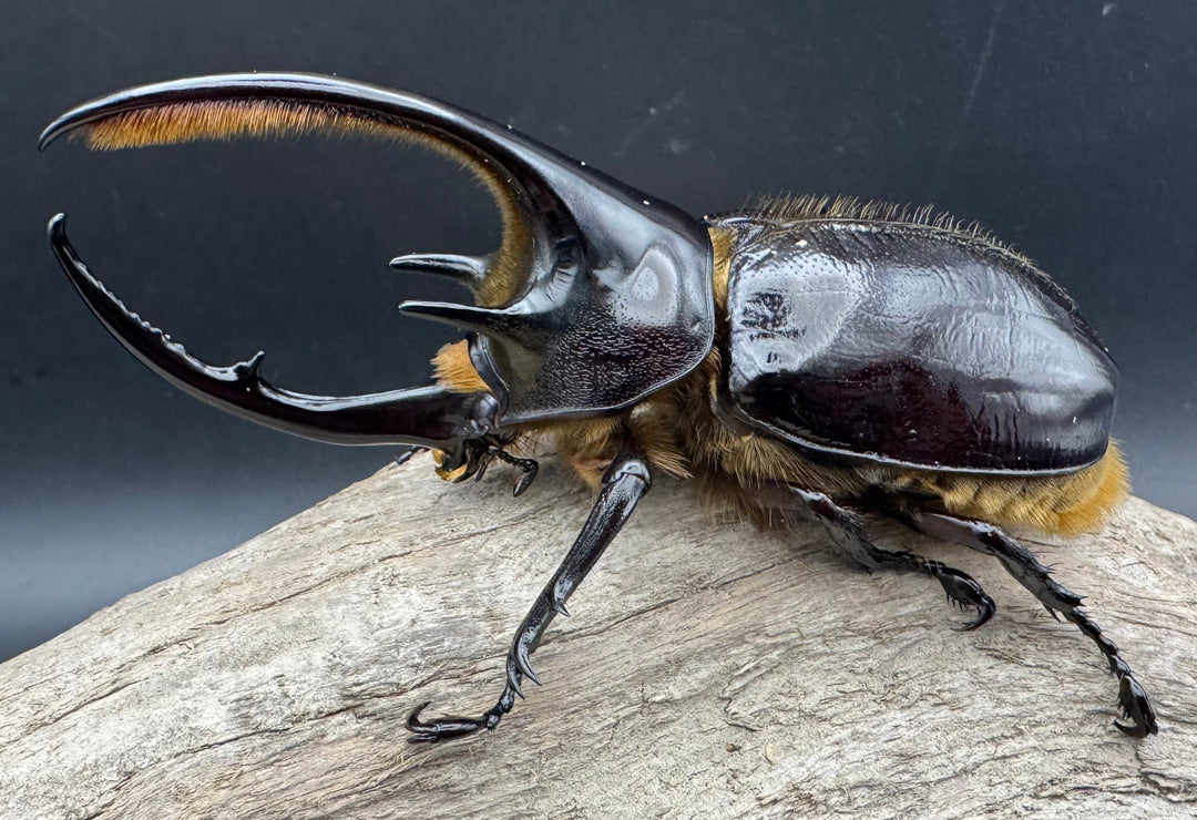 《ネプチューンオオカブト 106mm ペア》