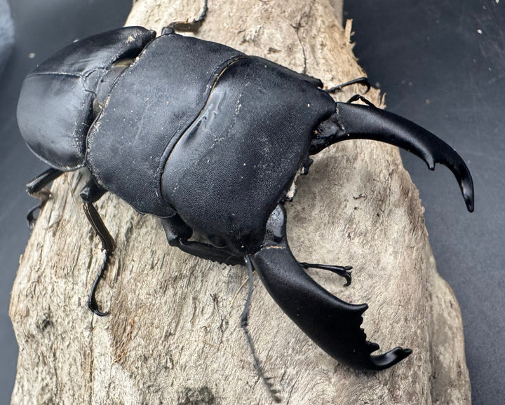 【WD】《西ペレンヒラタ（スラウェシオオヒラタ） 88.5mm ペア