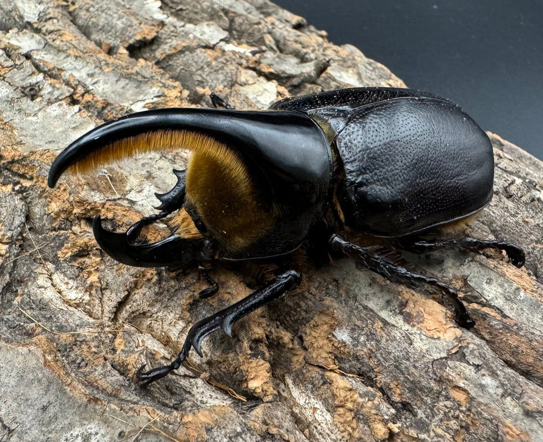 即ブリ《サタンオオカブト 82.5mm ペア》