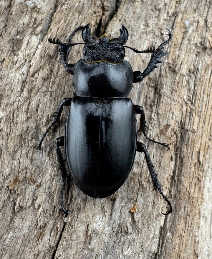 【WD】《パリーミヤマクワガタ 29mm ♂黒化型♀赤脚 ペア》