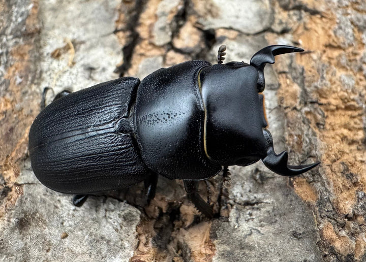 【WD】《ドルクス zhouchaoi（メンシウス ssp.） 27mm ペア》