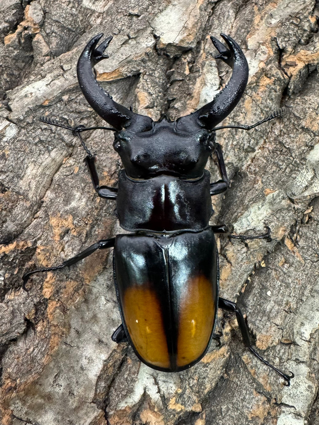 【WD】《セアカフタマタ 82.5mm ペア》