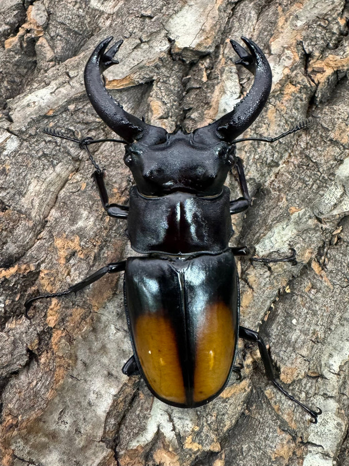 【WD】《セアカフタマタ 82.5mm ペア》