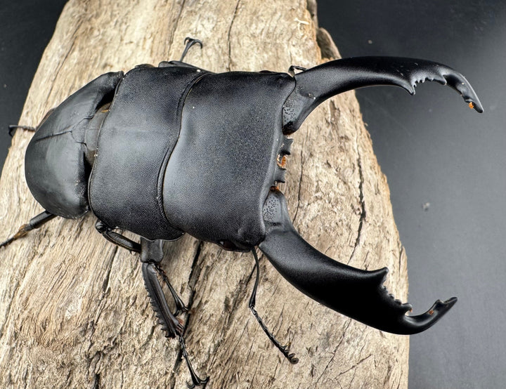 【WD】《西ペレンヒラタ（スラウェシオオヒラタ） 95mm ペア》