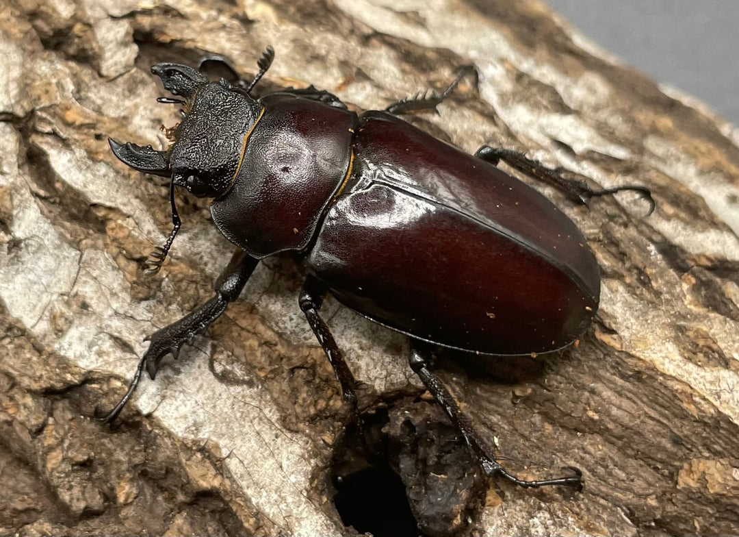 【WD】《フライミヤマクワガタ 70mm A’ペア》