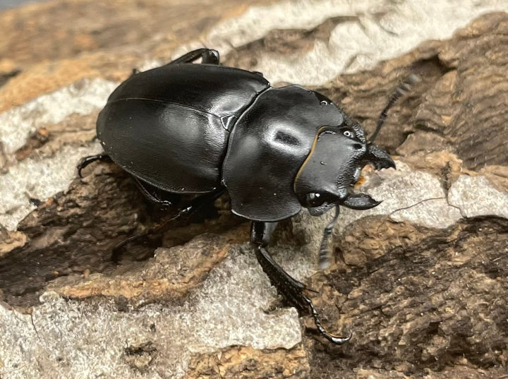 【WD】《プラティノータツヤクワガタ 37.5mmUP ペア》