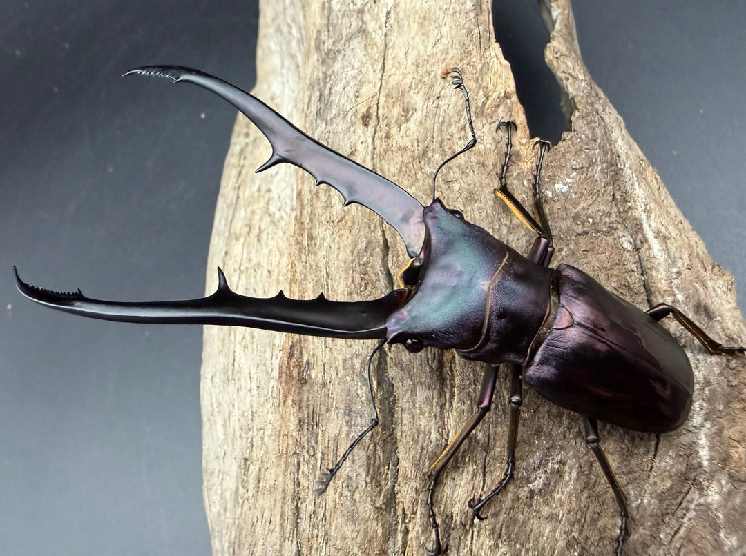 《メタリフェルホソアカ亜種フィナエ パープル系 84mm ペア》