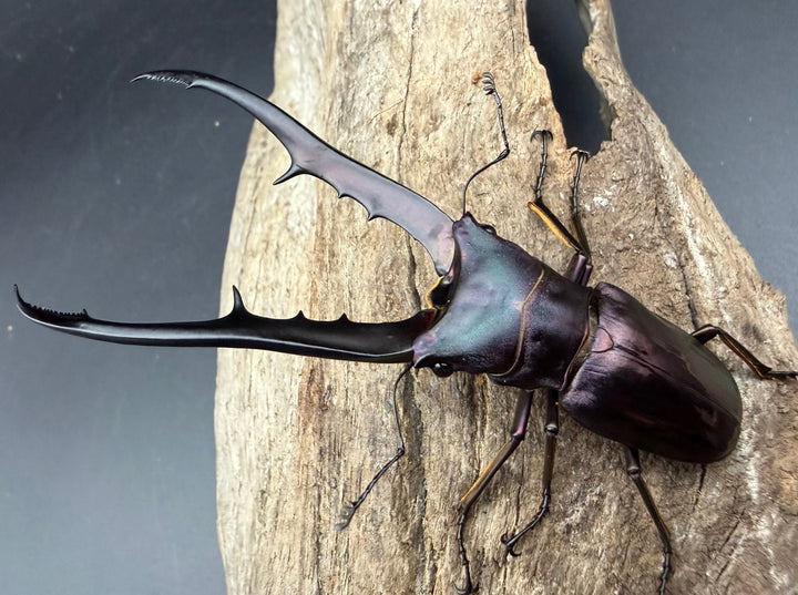《メタリフェルホソアカ亜種フィナエ パープル系 84mm ペア》