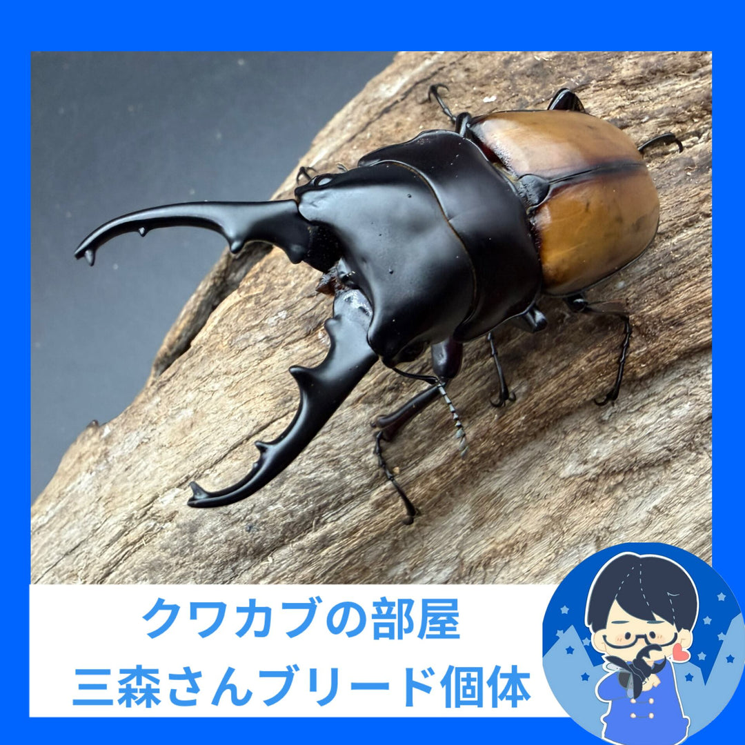 《ラフェルトノコギリクワガタ 70.5mm ペア》クワカブの部屋三森氏ブリード個体