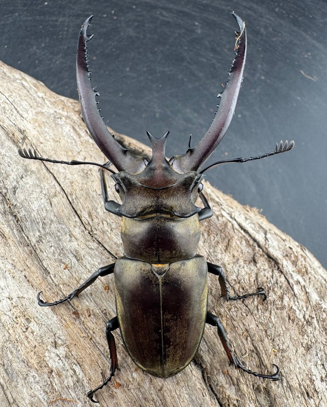 【WD】《プラネットミヤマクワガタ 80.5mm ペア》