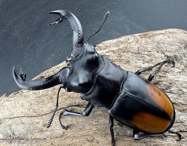 【WD】《セアカフタマタ（パリーフタマタ） 83mm ペア》