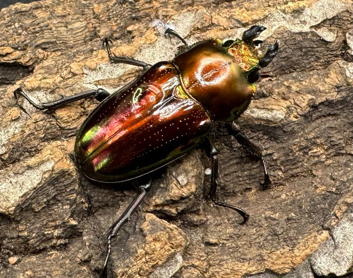 《ニジイロクワガタ 60mm ペア》