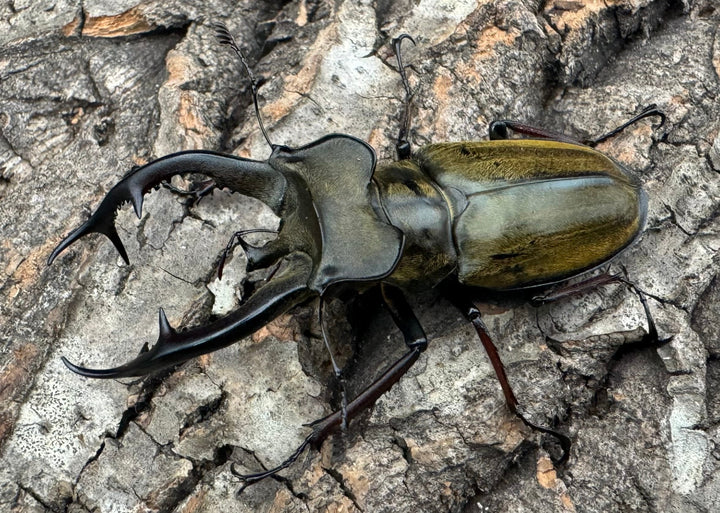 【WD】《チェンミヤマ メトク産 65mm ♂♀♀トリオB品》