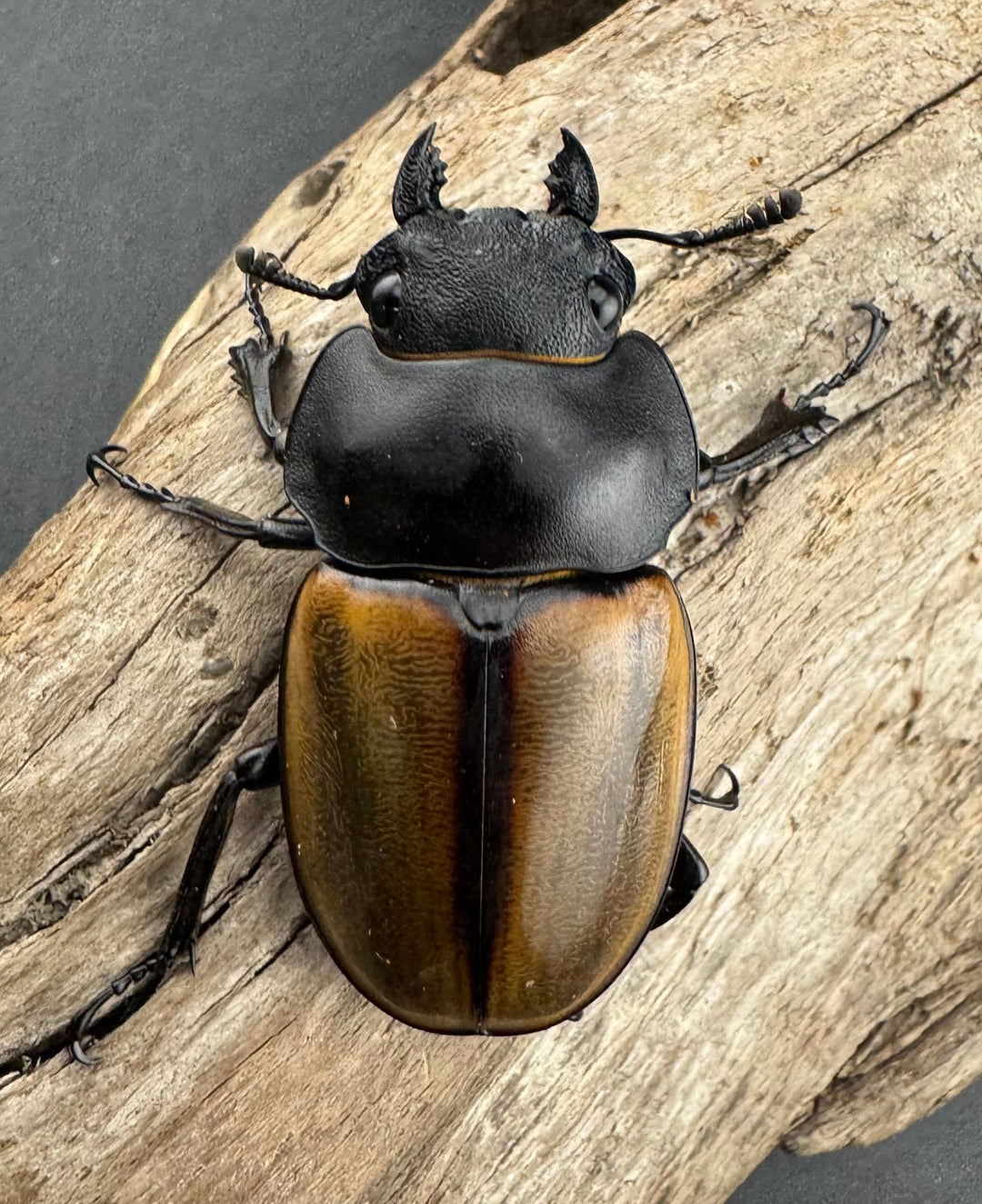 【WD】《カステルナウディツヤ 75.5mm ペア》