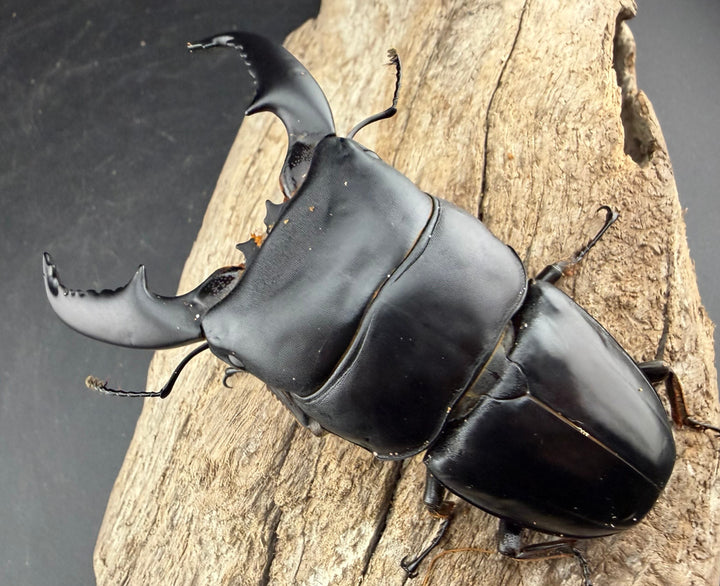 【WD】《スマトラオオヒラタ アチェ産 91mm ペア》