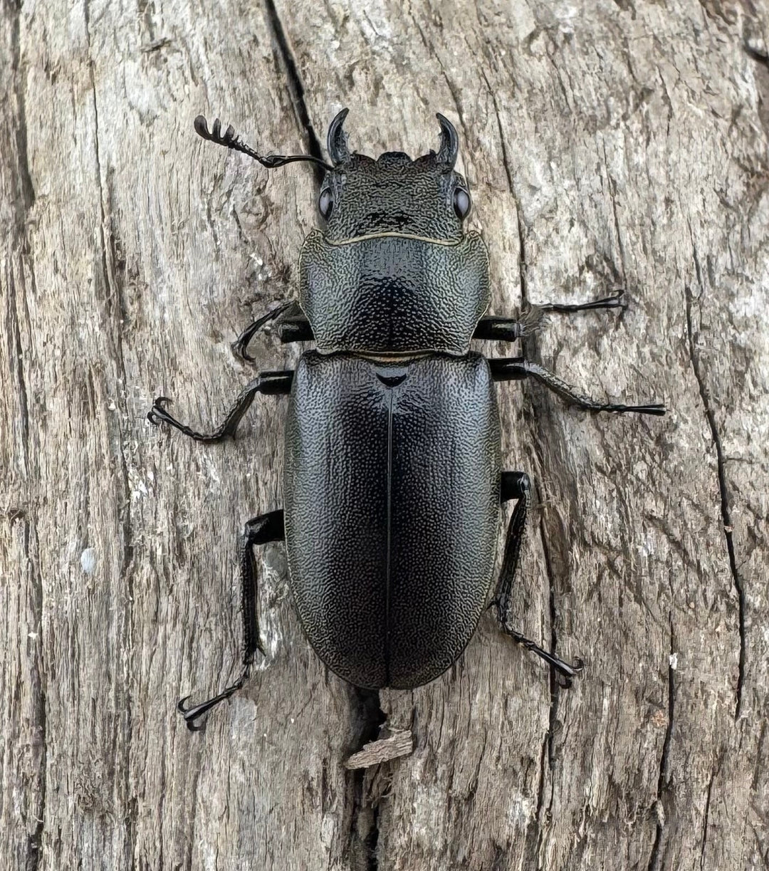 【WD】《メタリフェルホソアカ亜種finae 70mm ペア》