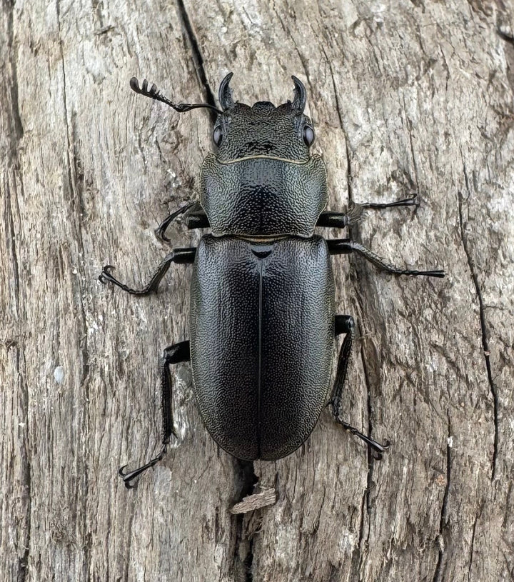 【WD】《メタリフェルホソアカ亜種finae 70mm ペア》