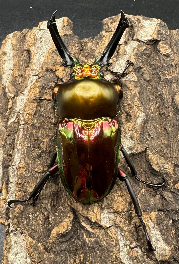 《ニジイロクワガタ 58mm ペア》