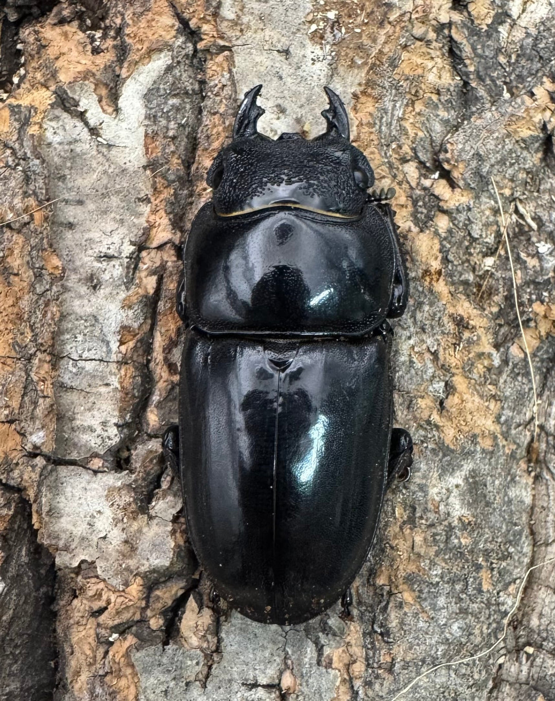 《パラワンオオヒラタクワガタ 108mm ペア》