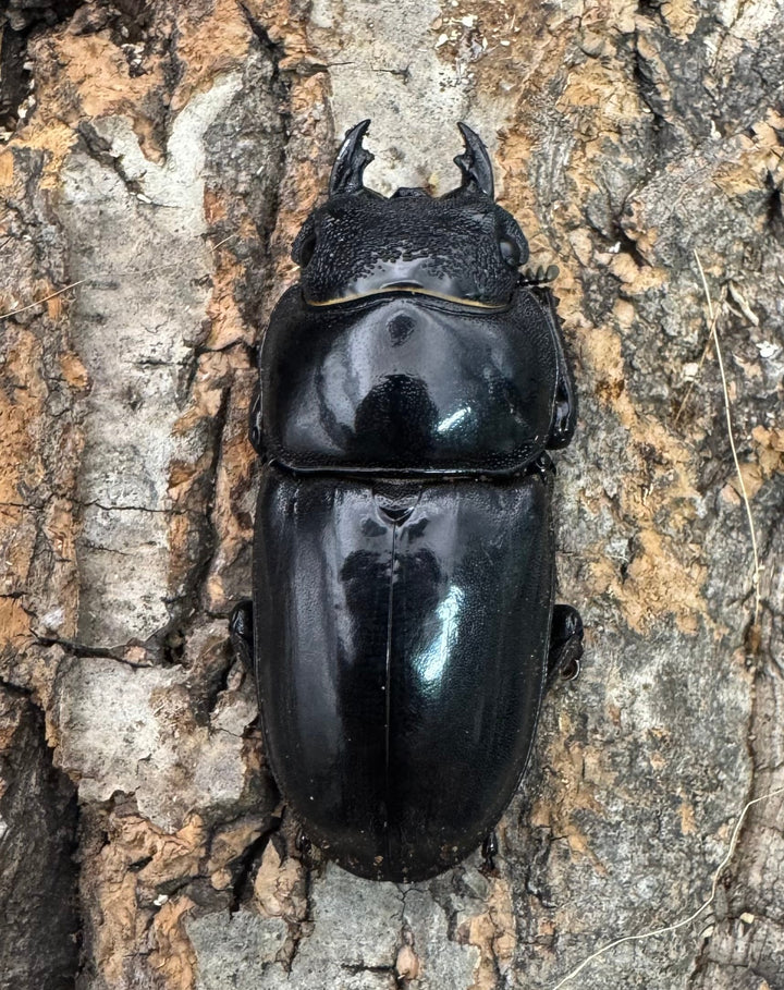 《パラワンオオヒラタクワガタ 108mm ペア》