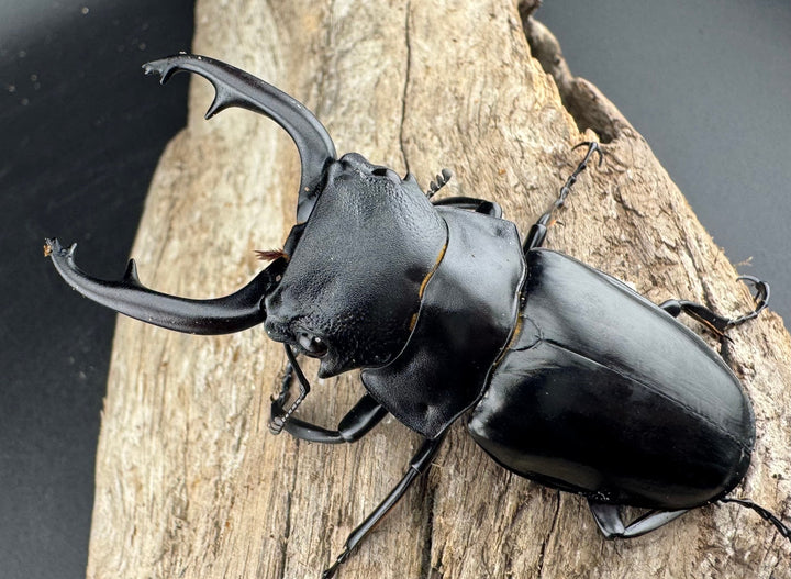 【WD】《スチーブンスツヤ原名亜種 70mm ペア》