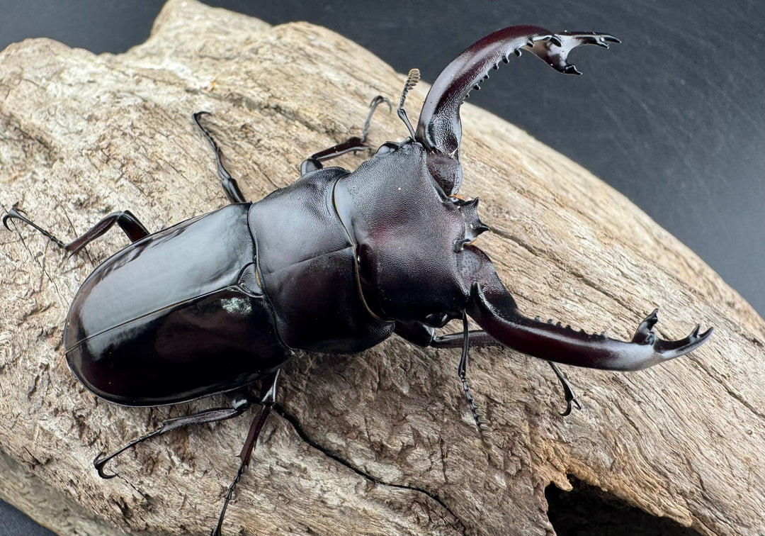 《フォルスターフタマタ原名亜種 74mm ペア》