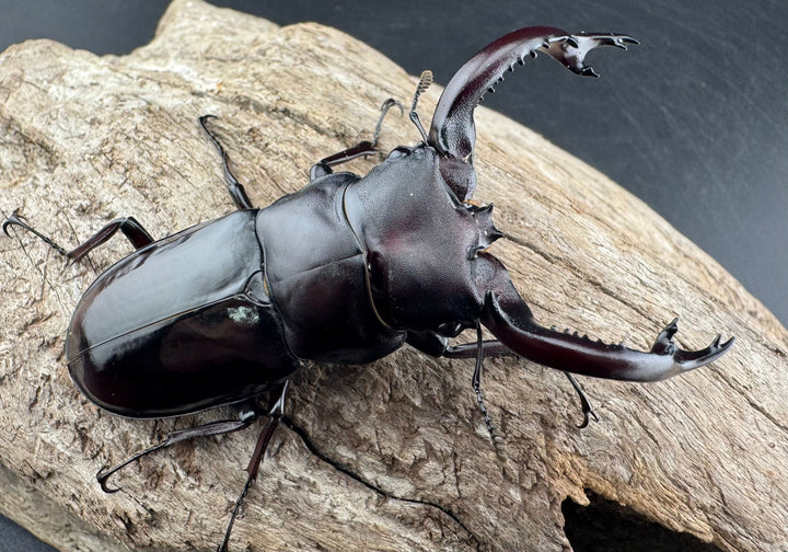 《フォルスターフタマタ原名亜種 74mm ペア》