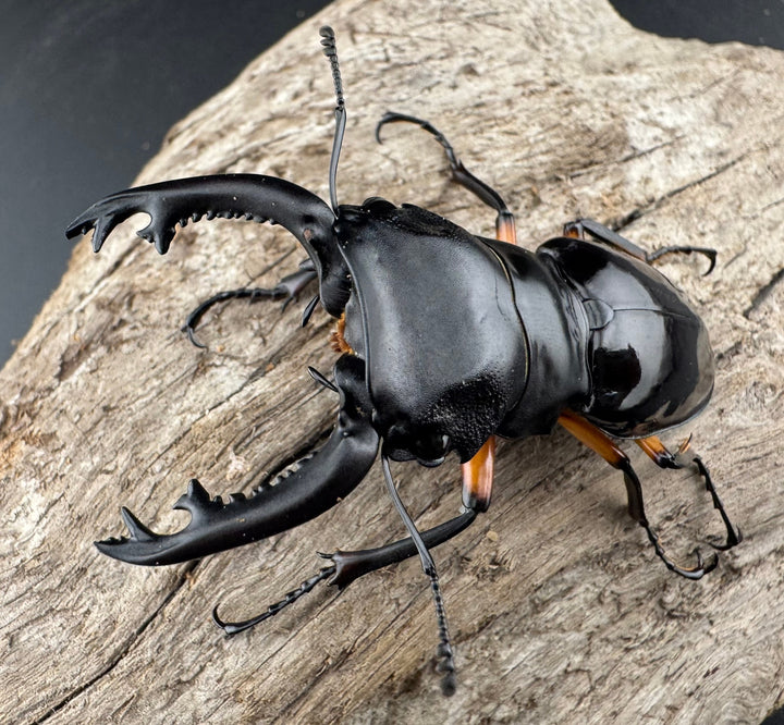 【WD】《インペリアリスツヤ亜種komorii 63mm ペア》