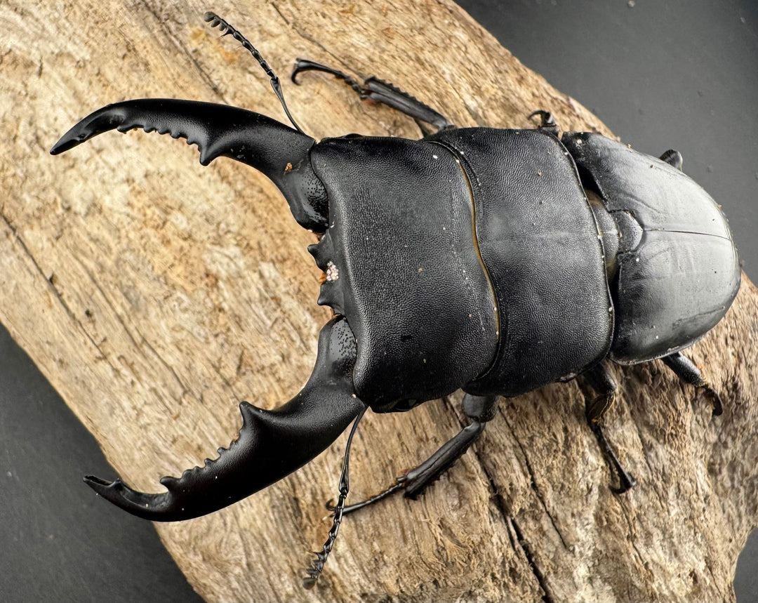 【WD】大型《カシブヒラタクワガタ 88mm ペア》