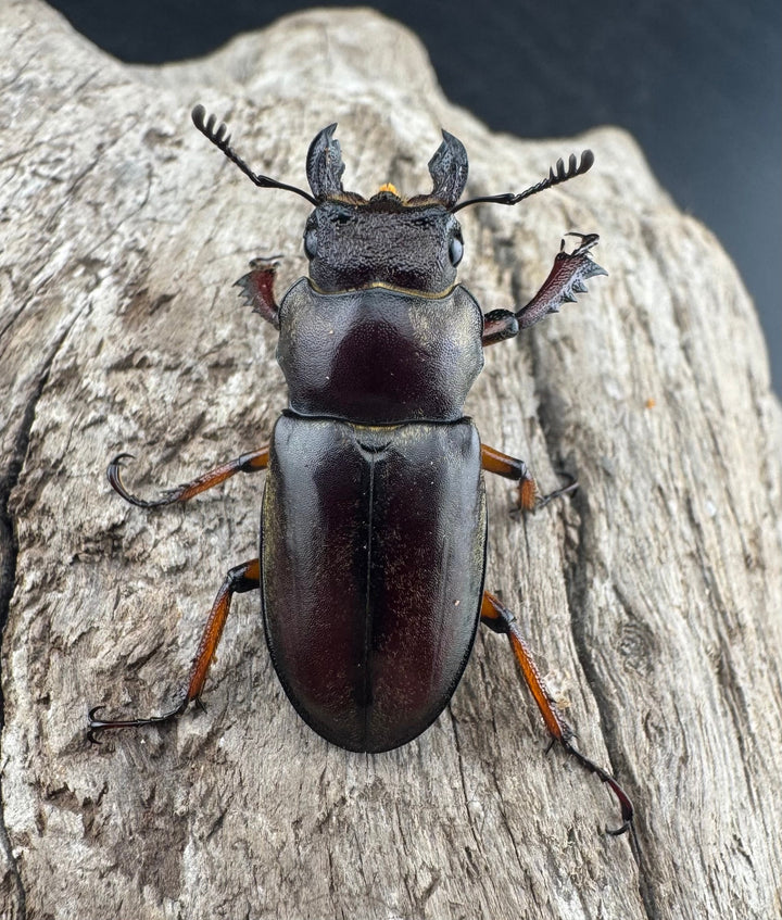 【WD】《グラディウスミヤマ 60.5mm ペア》