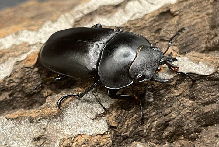 【WD】貴重種《ポレクトゥスノコギリクワガタ 48.5mmUP ペア》