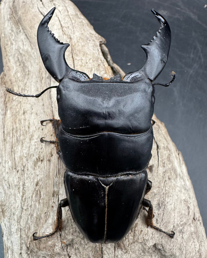 《スマトラオオヒラタ アチェ産 100mm ペア》inohiro109氏ブリード個体