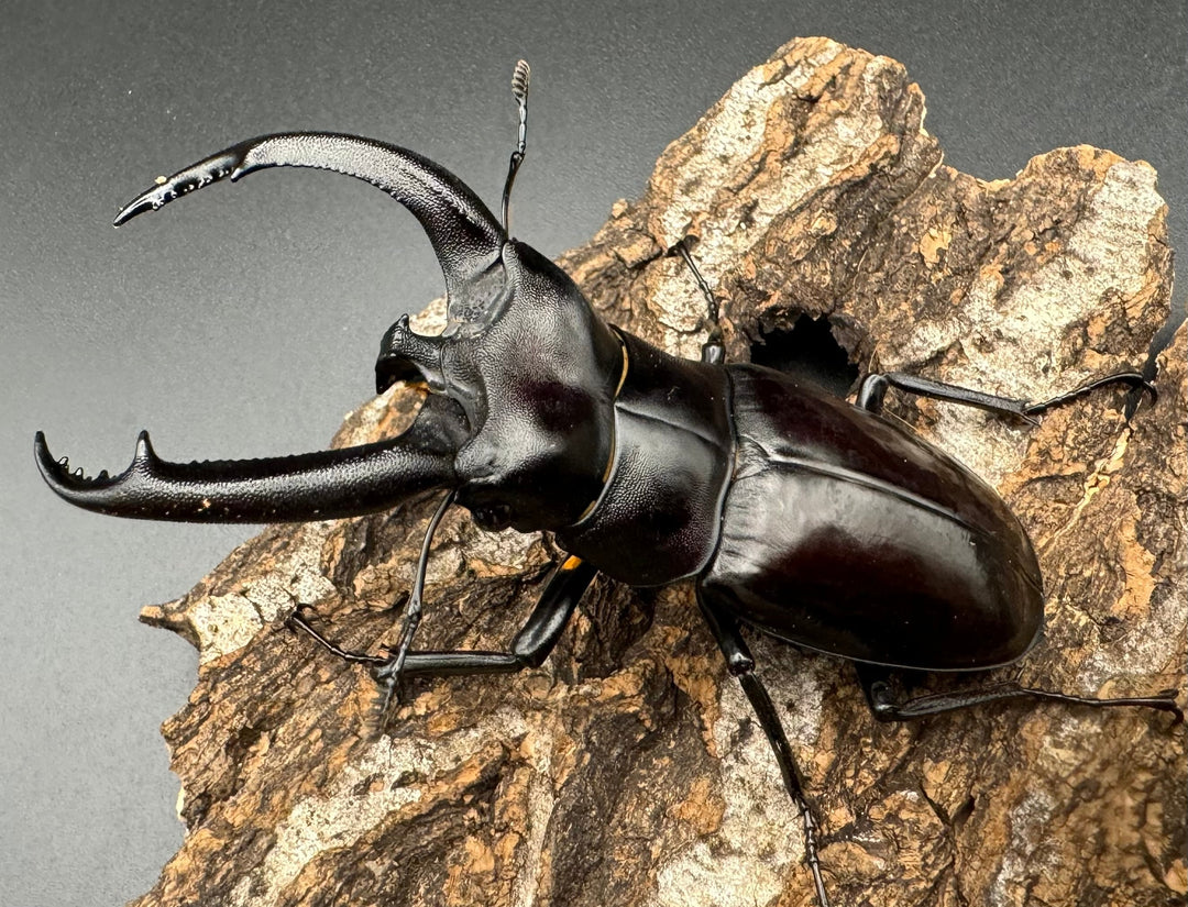 【WD】《リノケロスフタマタクワガタ 87mm ペア》