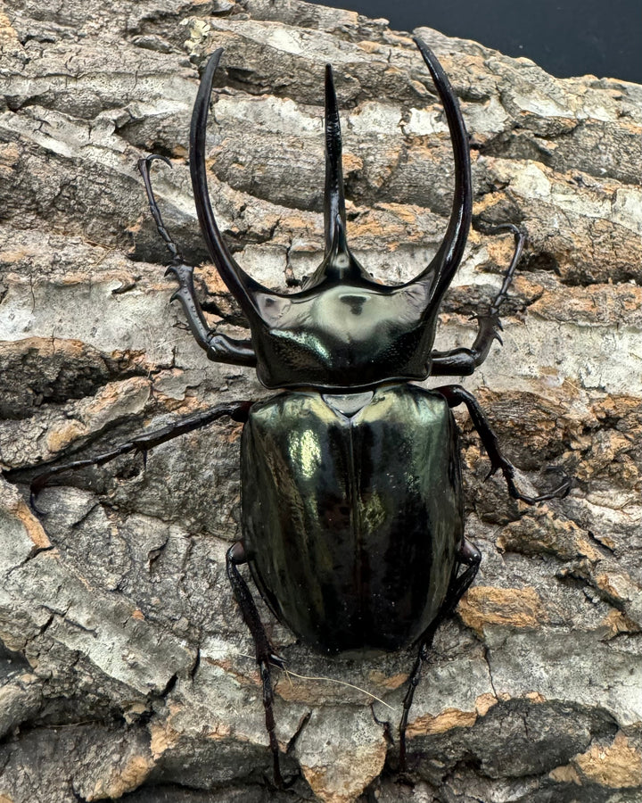 【WD】《ミンダナオアトラスオオカブト 90mm ペア》