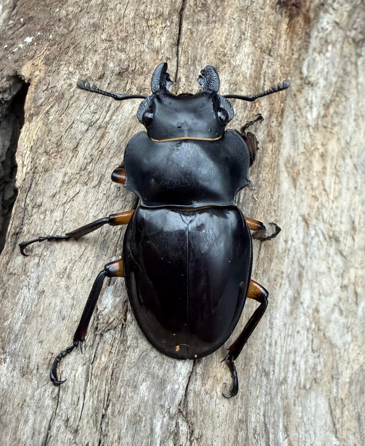 【WD】《インペリアリスツヤ亜種komorii トゥルスマリア産 65.5mm ペア》