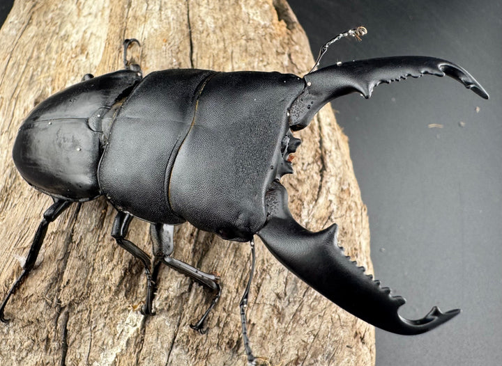 【WD】《ミンダナオヒラタ マラグサン産 86mm ペア》