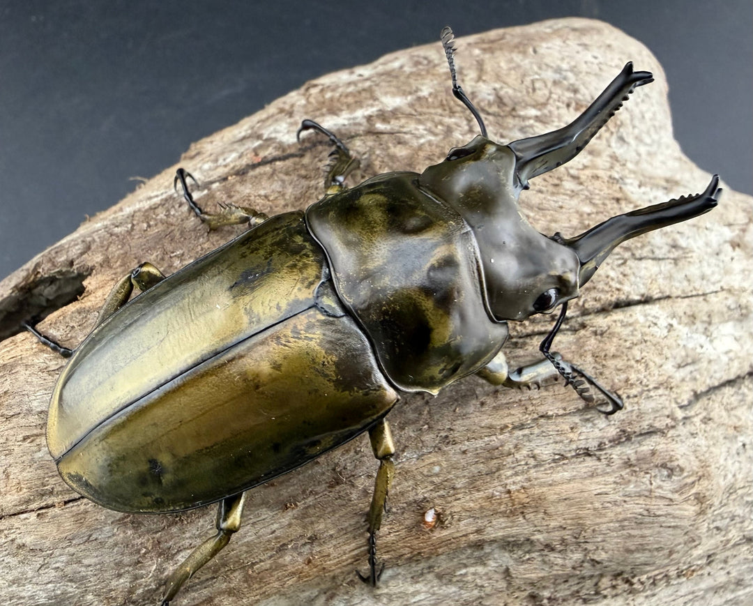 【F0】《ローゼンベルグオウゴンオニクワガタ 67.5mm ペア》